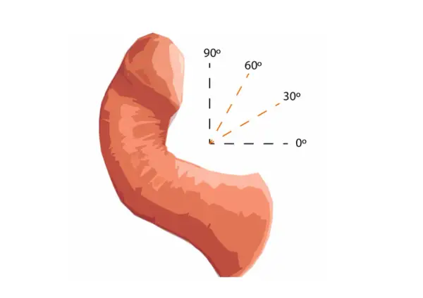 Anatomia penisa żółwia z zaznaczonymi kątami erekcji: 0°, 30°, 60°, 90°.