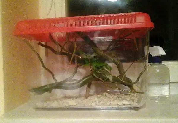 Jak urządzić terrarium dla patyczaka: gałęzie, liście i wilgotne podłoże w przezroczystym pojemniku z czerwoną pokrywą. Obok butelka ze spryskiwaczem.