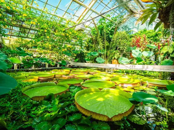 Wielkie lilie wodne w szklarni, jak w krakowskim oceanarium. Tropikalna roślinność i żółte kwiaty pod szklanym dachem.