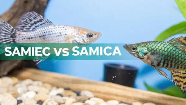 Molinezja samiec z charakterystycznym płetwą grzbietową i samica o bardziej stonowanych barwach, w akwarium.