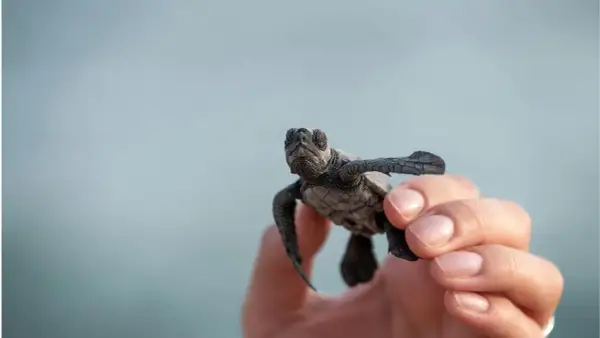 Mały żółwik w dłoni na tle błękitnego nieba.