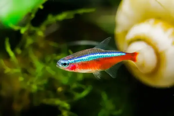Jakie rybki z neonkami? Bezpieczne połączenia i czego unikać