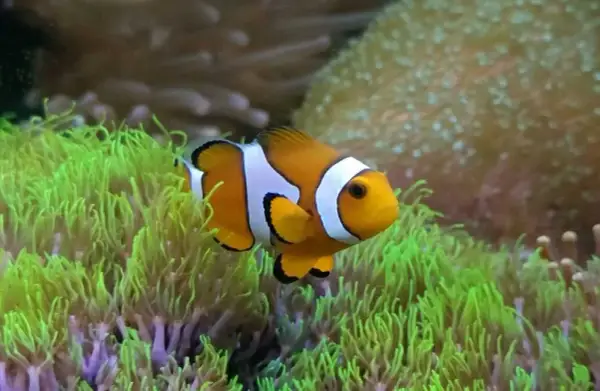Prawdziwa cena błazenka "Nemo": Koszt rybki i akwarium morskiego