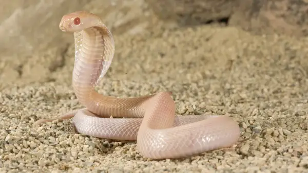 Jasny, biały wąż z czerwonymi oczami unosi głowę, gotowy do ataku na piaszczystym podłożu.