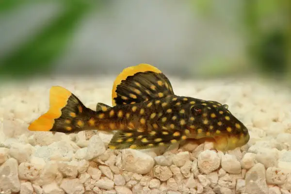 Plamisty pleco z żółtymi akcentami na płetwach odpoczywa na kamienistym dnie akwarium.