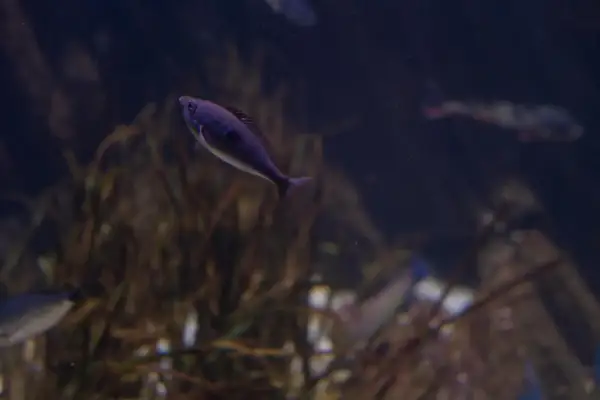 Fioletowa molinezja czerwona pływa w ciemnym akwarium, wśród roślinności.