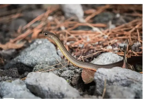 Mały wąż, być może najmniejszy wąż świata, skrada się wśród kamieni i suchych igieł sosnowych.