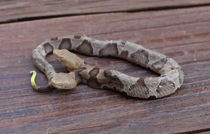 Dwie głowy węża miedzianki (copperhead) na drewnianym tle. Jedna głowa jest lekko uniesiona, druga spoczywa niżej.